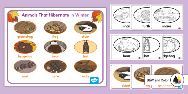 Animals that Hibernate During Winter Posters | Twinkl