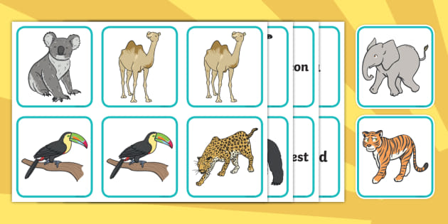 The Zoo Vet: Zoo Animal Matching Cards (teacher made)