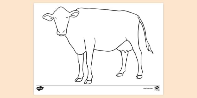 FREE! - Cow Colouring Sheet | Colouring Pages (teacher made)