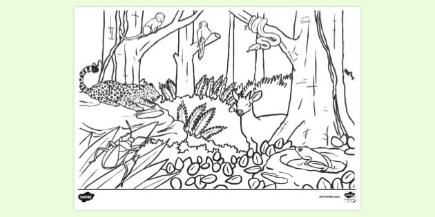 FREE! - Rainforest Animals Colouring Page For Children To Print PDF