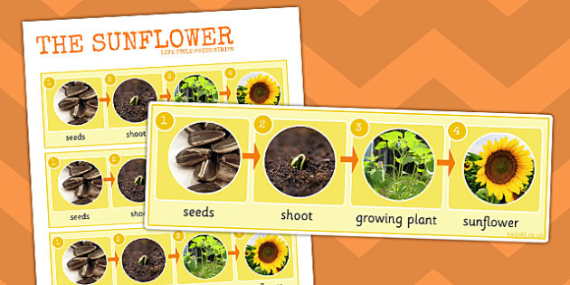 Sunflower Life Cycle Photo Strip - sunflower, life cycle, photo
