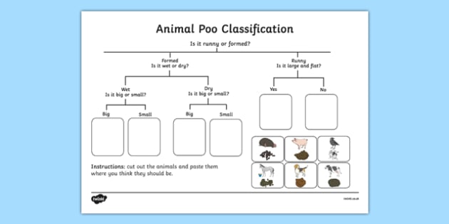 Animal Poo Classification Worksheet (teacher made) - Twinkl