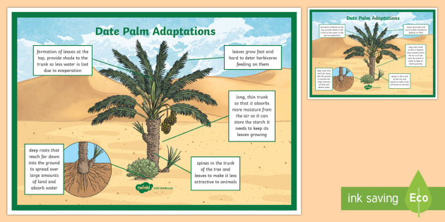Date Palm Adaptation Display Poster teacher Made 