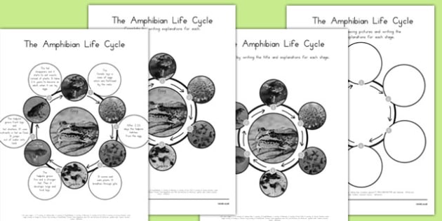 Amphibian Life Cycles - Teaching Resource - Twinkl