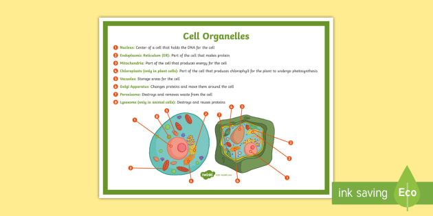 What is a cell wall?  Twinkl Teaching Wiki - Twinkl