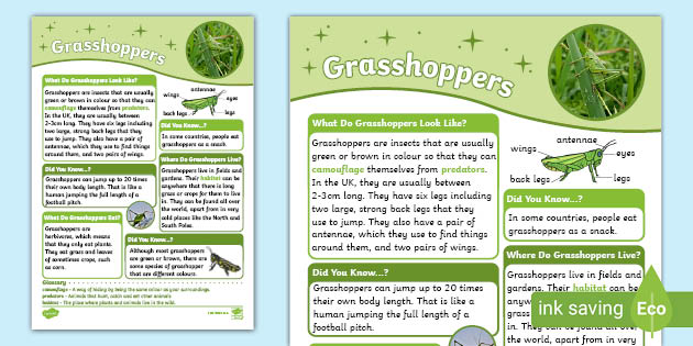 Grasshopper Facts For Kids Twinkl Homework Help Twinkl