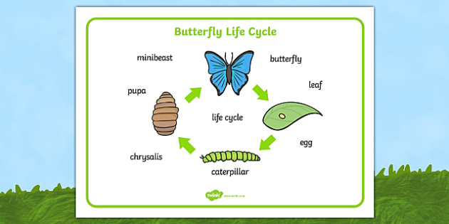 editable butterfly life cycle word mat (minibeasts)