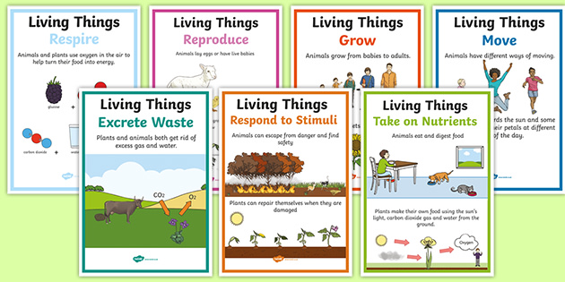 Characteristics of Living Things Display Poster - Twinkl