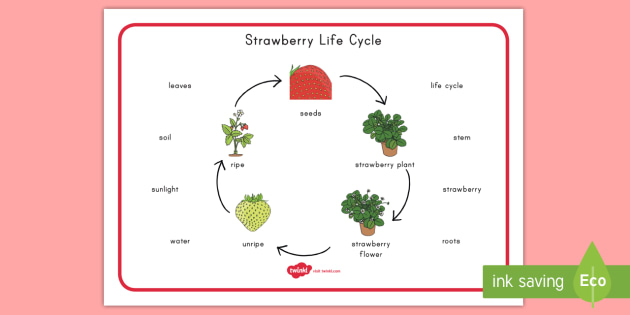 us sc 241 strawberry life cycle word mat_ver_1