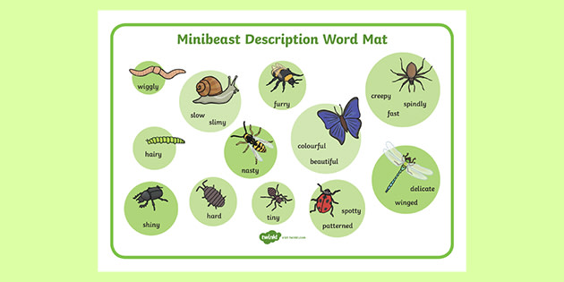 Mini Beast Key Minibeast Description Word Mat (teacher made)