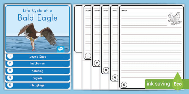 Forest Animals Foldable Graphic Organizer