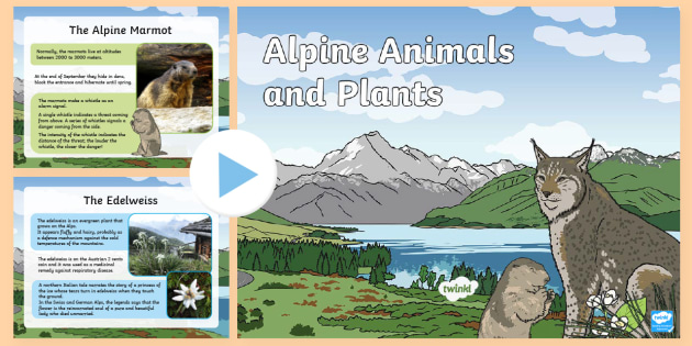Mountain Animals and Plants PowerPoint | Primary Resources