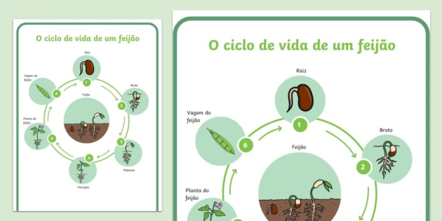 O ciclo de vida de uma planta com flores (Teacher-Made)