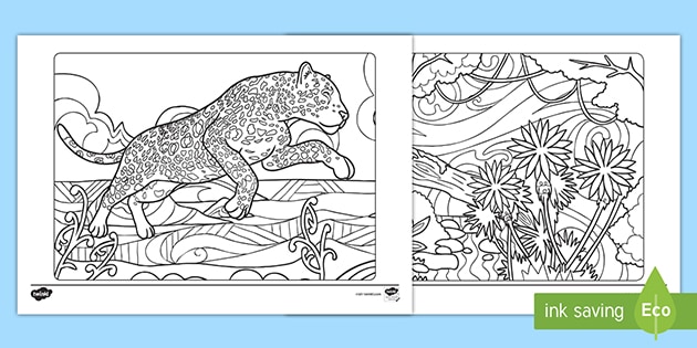 Rainforest Mindfulness Colouring Sheets