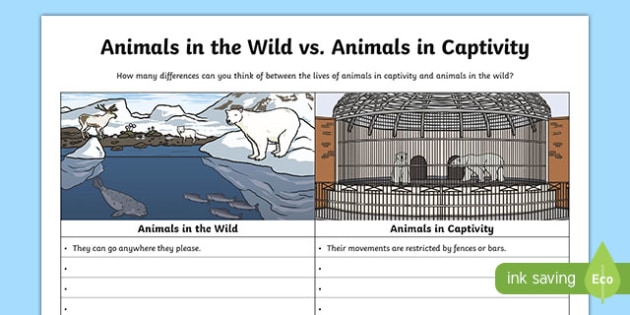 Animals in the Wild v Animals in Captivity KS2 | Worksheet Animals in the Wild v Animals in Captivity KS2 | Worksheet