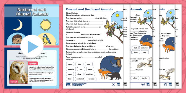 Ks1 Nocturnal And Diurnal Animals Lesson Pack Teacher Made