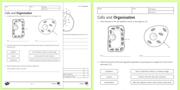 KS3 Cells and Organisation Homework Worksheet / Activity Sheet