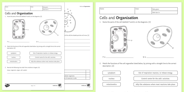 ks3 cells and organisation homework worksheet activity sheet