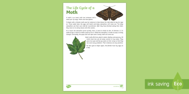 The Life Cycle of a Moth Explanation Writing Sample-Australia