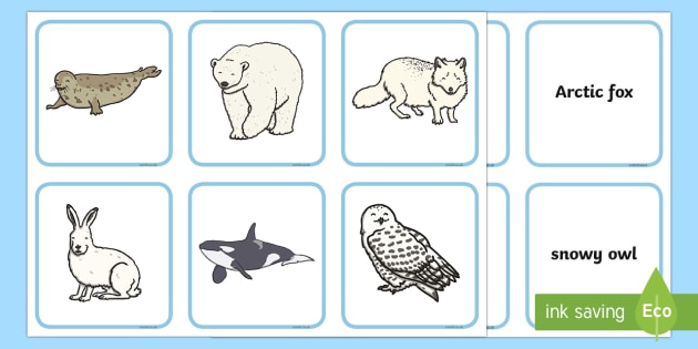 Arctic Animals and their Young Word Matching Cards