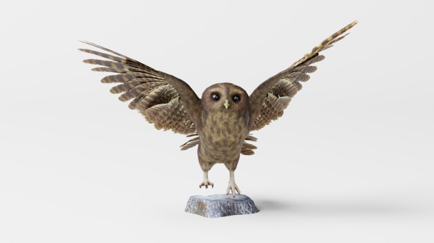 Tawny Owl Augmented Reality (AR) 3D Quick Look Model