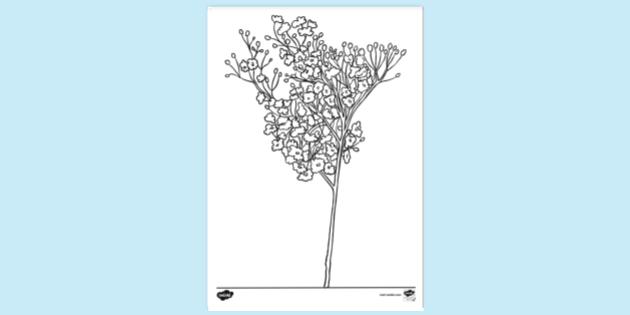 FREE! - Realistic Flower Colouring | Colouring Sheets