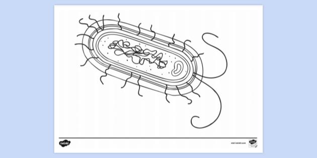 FREE! - Bacterial Cell Colouring | Colouring Sheets