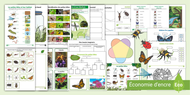 Lapbook sur les insectes (teacher made)