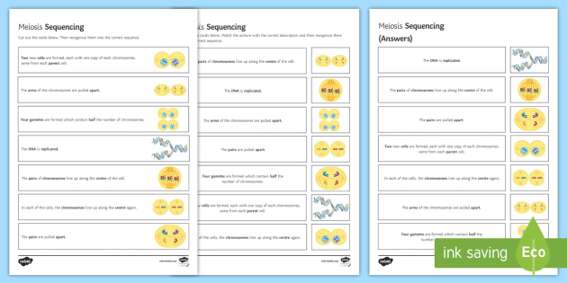 Meiosis Sequencing Cards (teacher made)