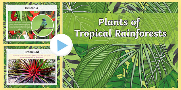 Plants Of The Rainforest Powerpoint Teaching Resources