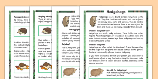 Hedgehogs Differentiated Fact File Polish Translation-polish-translation