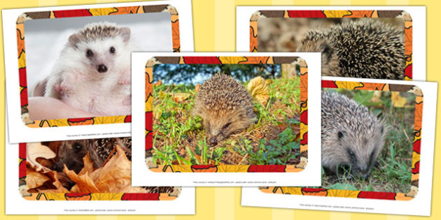 Hedgehog Photo Pack (teacher made)