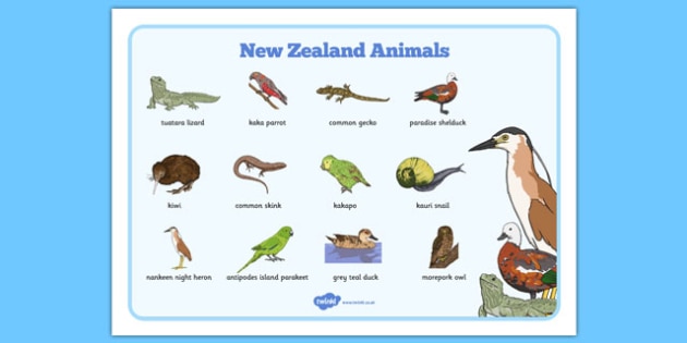 New Zealand Animals - Wild Futures Conserving New Zealand S Threatened