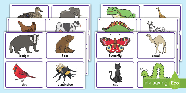 Animal Picture Flash Cards (Teacher-Made) - Twinkl