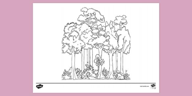 FREE! - Rainforest Layers Colouring Sheet | Colouring Sheets