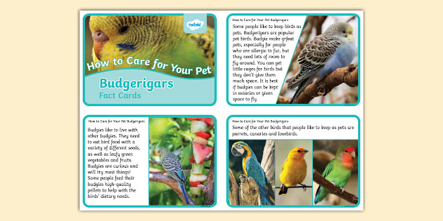 How to Care for Your Pet Budgerigar Fact Cards
