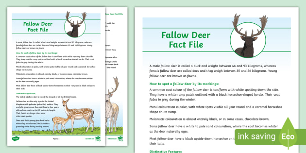 Fallow Deer Fact File KS2 Resources Northern Ireland