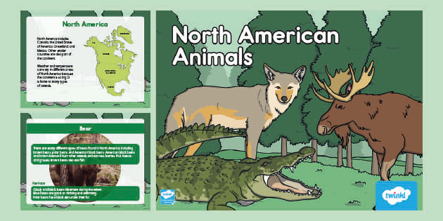 North American Animals PowerPoint | Teaching Resources