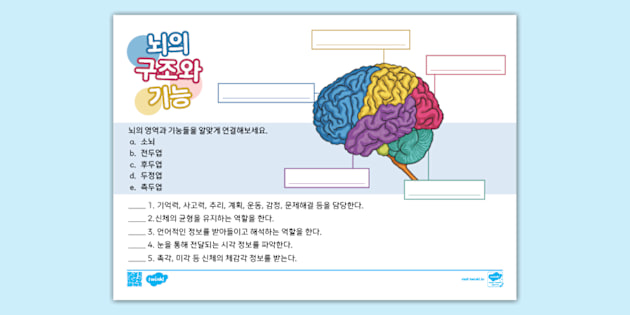 뇌 다이어그램 라벨링