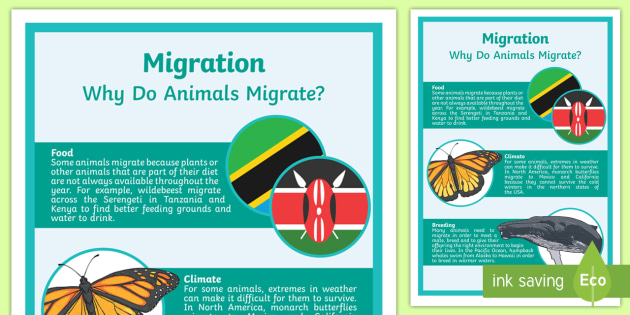 Animal Migration Display Poster (teacher made)