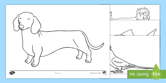 Feuilles De Coloriage Les Animaux De Compagnie