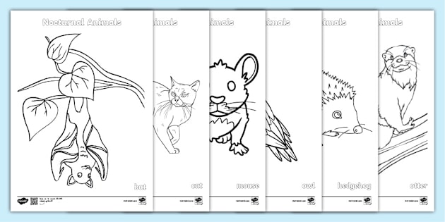 Editable Nocturnal Animals Coloring Pages | Twinkl editable-nocturnal-animals-coloring-pages-twinkl