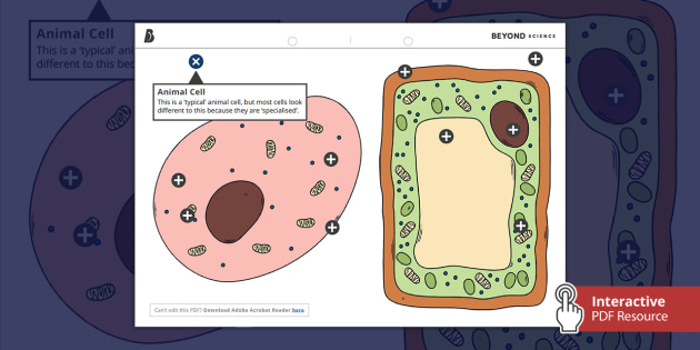 Animal and Plant Cell Picture - Downloadable Resource