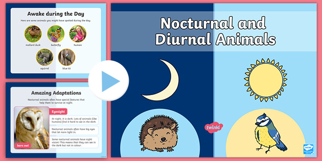 KS1 Nocturnal and Diurnal Animals PowerPoint (teacher made)