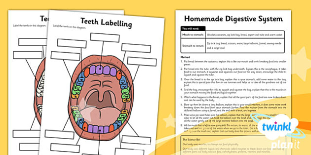 science animals including humans year 4 unit home learning tasks