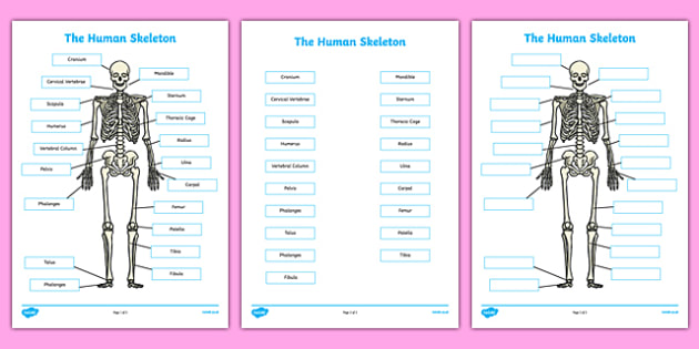 Human Skeleton Labelling Sheets Scientific Names - body, labels