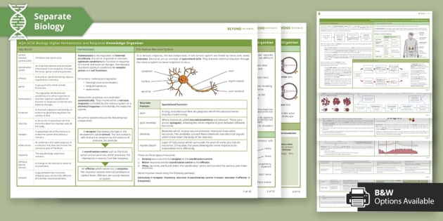 Homeostasis Biology Revision Guide Aqa Biology Beyond