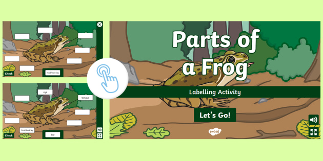 Parts of a Frog Labelling Activity