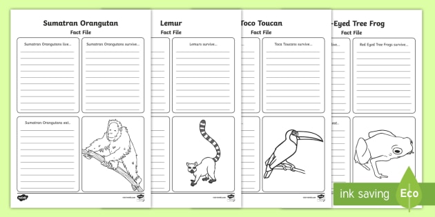 KS1 Animals in Rainforests - Fact File Worksheets - Twinkl