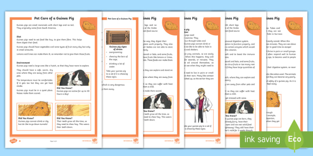 KS2 Pet Care of a Guinea Pig Differentiated Fact File - KS2
